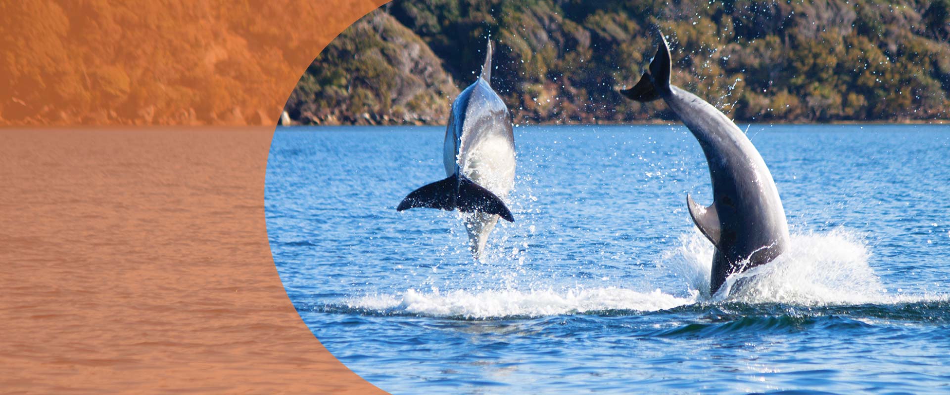 Rakiura Charters & Water Taxis - Discover New Zealand's Stewart Island... your way! - Rakiura Charters & Water Taxi, Stewart Island, New Zealand