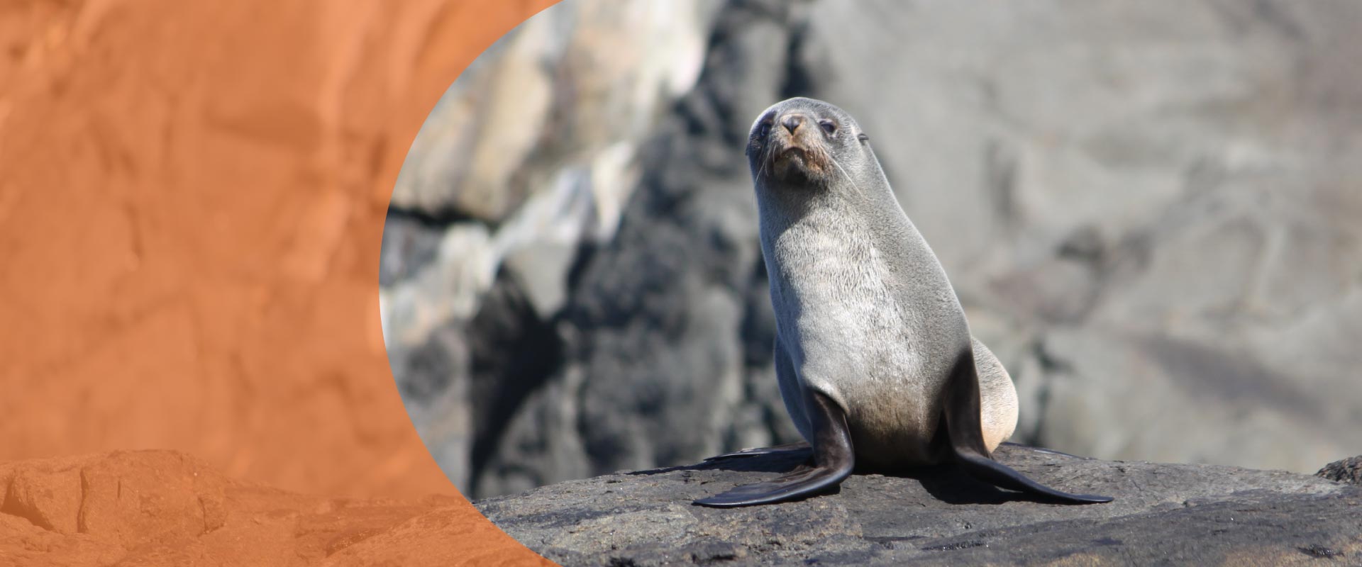 Rakiura Charters & Water Taxis - Discover New Zealand's Stewart Island... your way! - Rakiura Charters & Water Taxi, Stewart Island, New Zealand
