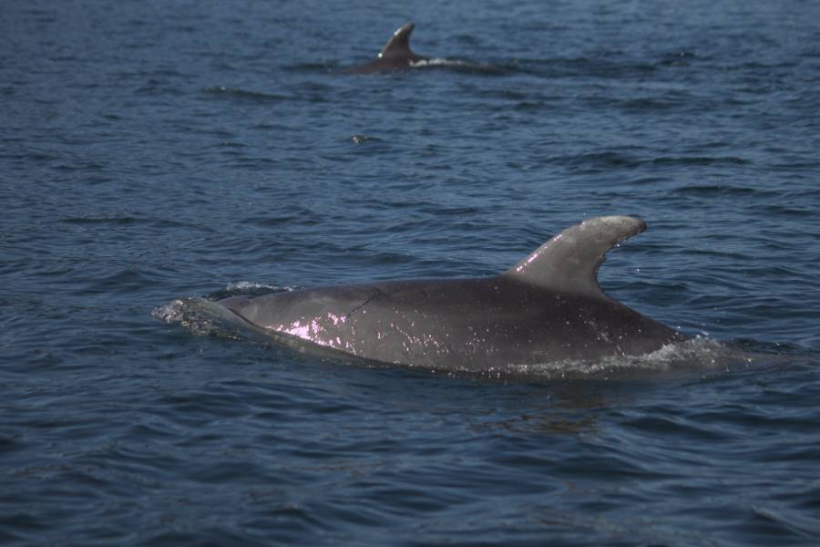 dolphins on the paterson inlet discovery cruise